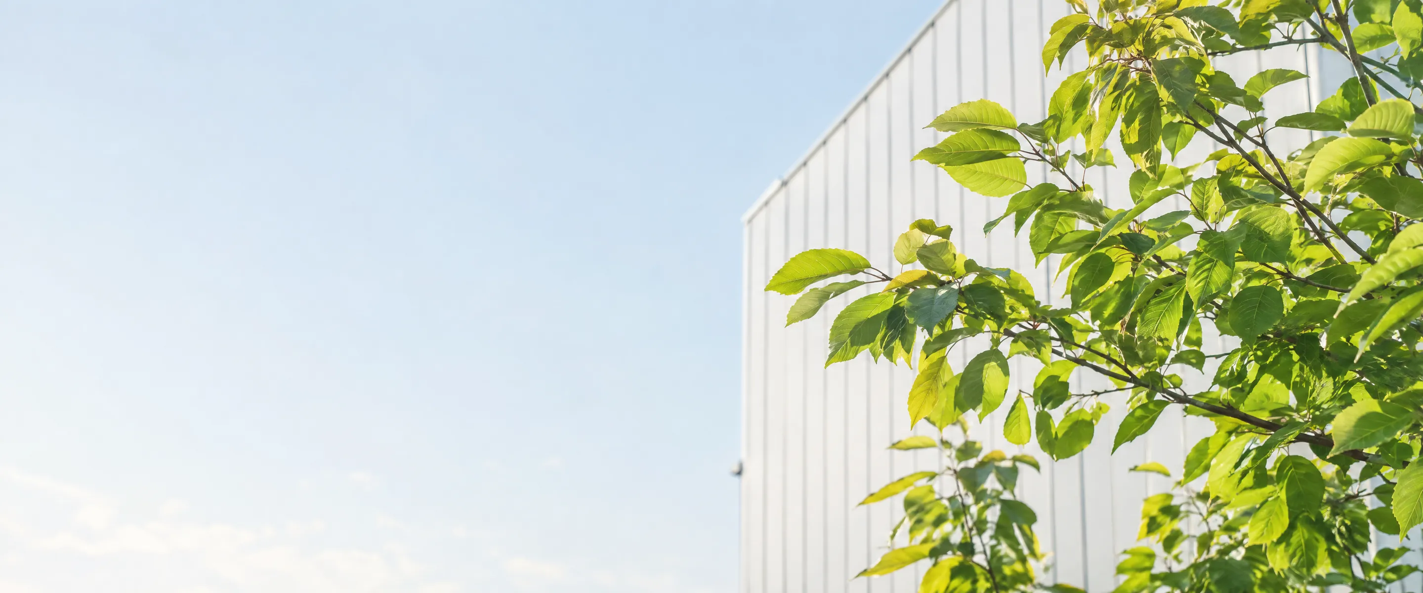 Sunlit green leaves in front of a white modern building facade